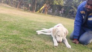 Cognizant sacked a Noida employee who brutally beat up his dog